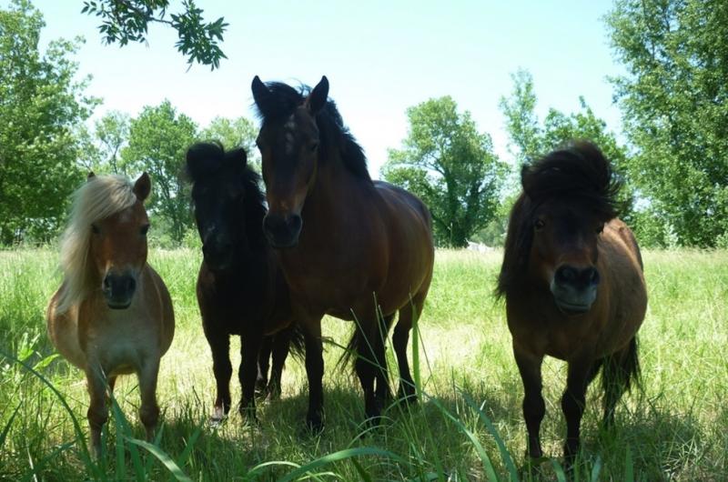 le cheval andalou