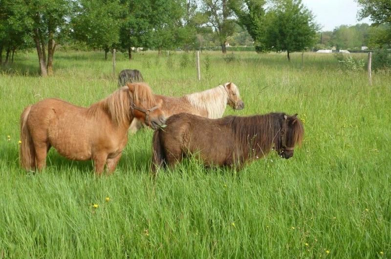 cheval andalou. cheval andalou.